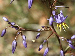 Dianella caerulea Blue Flax Lily, Cerulean flaxlily