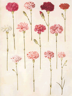 Dianthus caryophyllus Carnation, Clove Pink, Border Carnation