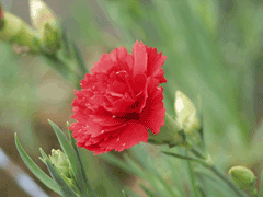 Dianthus_caryophyllus Carnation, Clove Pink, Border Carnation