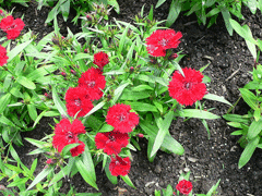 Dianthus chinensis Chinese Pink, Rainbow pink, Annual Pink, China Pink