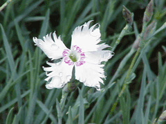 Dianthus plumarius Pink, Feathered pink, Cottage  Pink