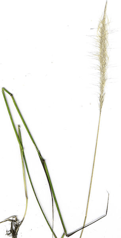 Dichelachne crinita Plume Grass, Clovenfoot plumegrass