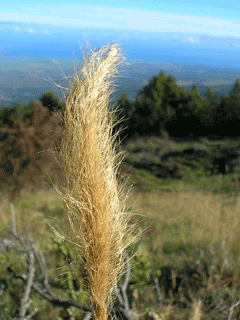 Dichelachne crinita Plume Grass, Clovenfoot plumegrass