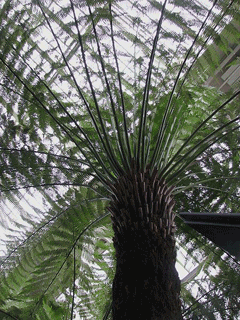 Dicksonia antarctica Tree Fern, Australian treefern