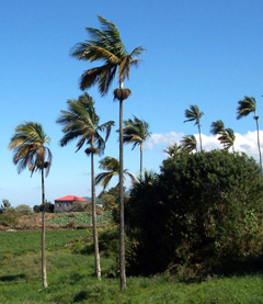 Dictyosperma album Hurricane Palm, Princess Palm, Red Palm
