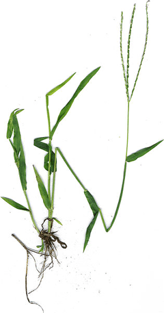 Digitaria ciliaris Southern Crab Grass, Southern crabgrass