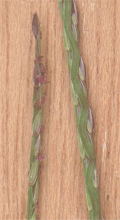 Digitaria sanguinalis Crab Grass, Hairy crabgrass
