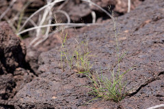 Dinebra panicea subsp. brachiata Red Sprangletop