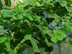 Dioscorea esculenta Lesser Yam, Potato Yam, Chinese Yam, Wild Yam