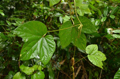 Dioscoreophyllum cumminsii Serendipity Berry, Guinea potato