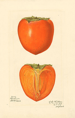 Diospyros kaki Persimmon, Japanese persimmon
