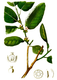 Diospyros ebenum Ebony, Ceylon Ebony, Mauritius Ebony, Ebony Persimmon