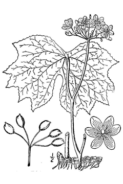 Diphylleia cymosa Umbrella Leaf, American umbrellaleaf