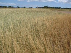 Mexican sprangletop (Diplachne fusca subsp. uninervia)