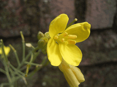 Diplotaxis tenuifolia Perennial Wall Rocket