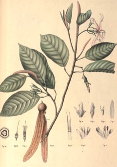 Dipterocarpus gracilis Tagalog: Panao