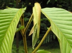 Dipterocarpus gracilis Tagalog: Panao