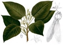 Dipterocarpus grandiflorus Apitong