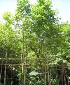 Dipterocarpus kerrii Kerr