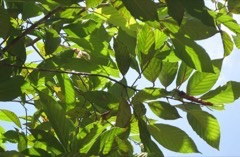 Dipterocarpus kerrii Kerr