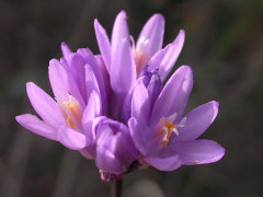 Dipterostemon capitatus Snake Lily Dipterostemon capitatus Snake Lily