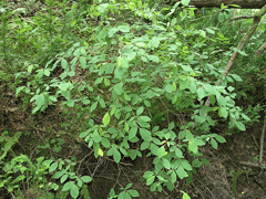 Dirca palustris Leather Wood, Eastern leatherwood