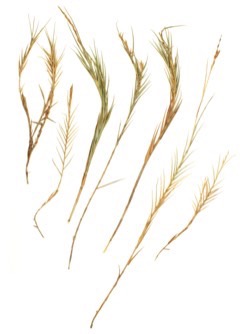 Distichlis palmeri Nipa. Palmer saltgrass, NyPa Wild Wheat