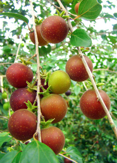 Dovyalis abyssinica Abyssinian Gooseberry