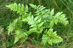 Dryopteris carthusiana Narrow Buckler Fern, Spinulose woodfern