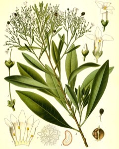 Duboisia myoporoides Corkwood