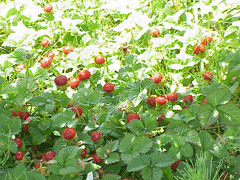 Duchesnea_indica Mock Strawberry, Indian strawberry