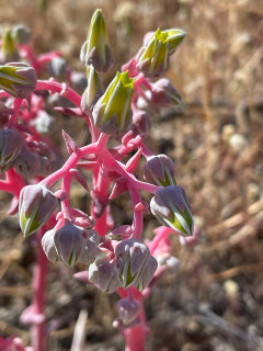 Dudleya saxosa subsp. aloides Panamint Rock Lettuce Dudleya saxosa subsp. aloides Panamint Rock Lettuce