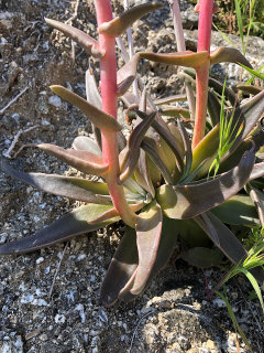 Dudleya saxosa subsp. aloides Panamint Rock Lettuce Dudleya saxosa subsp. aloides Panamint Rock Lettuce