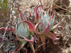 Dudleya saxosa subsp. collomiae Gila Rock Lettuce Dudleya saxosa subsp. collomiae Gila Rock Lettuce