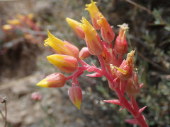 Dudleya saxosa subsp. collomiae Gila Rock Lettuce Dudleya saxosa subsp. collomiae Gila Rock Lettuce