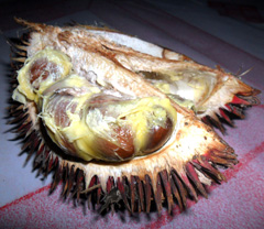 Durio dulcis Durian Marangang, Merangang, Red Durian, Tutong, Lahong
