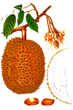 Durio zibethinus Durian