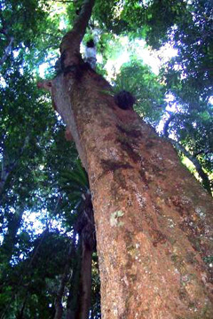 Dysoxylum fraserianum Australian rosewood, rose-mahogany, rosewood, turnipwood.