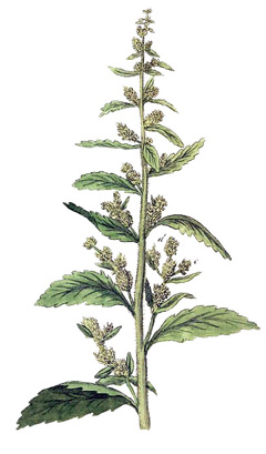 Dysphania anthelmintica Wormseed