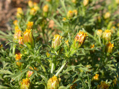 Dyssodia papposa Prairie dogweed or fetid marigold