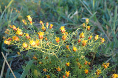 Dyssodia papposa Prairie dogweed or fetid marigold