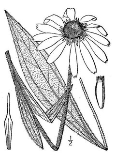 Echinacea angustifolia Echinacea, Blacksamson echinacea, Strigose blacksamson
