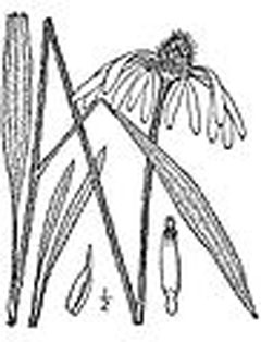 Echinacea pallida Cone Flower, Pale purple coneflower