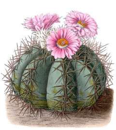 Echinocactus horizonthalonius Eagleclaw Cactus.