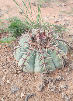 Echinocactus horizonthalonius Eagleclaw Cactus.