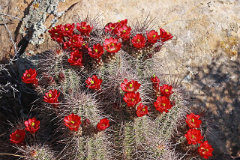 Echinocereus coccineus Scarlet Hedgehog Cactus