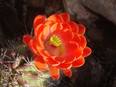 Echinocereus coccineus Scarlet Hedgehog Cactus