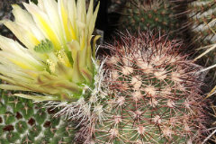 Echinocereus dasyacanthus Spiny Hedgehog Cactus