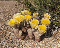 Echinocereus dasyacanthus Spiny Hedgehog Cactus