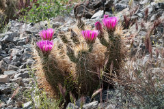 Echinocereus engelmannii Engelmann